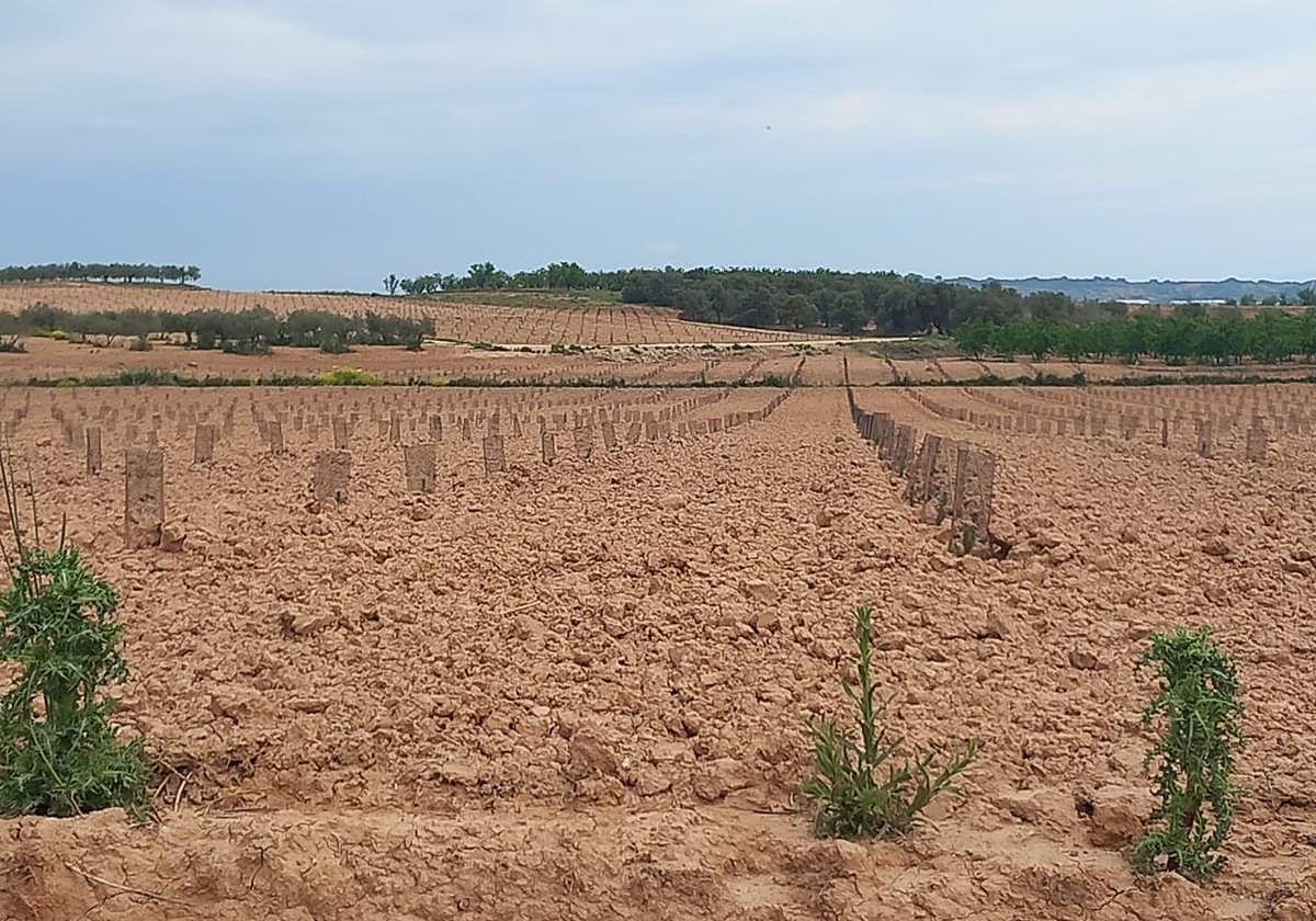 Plantación de pinos cerca de la ciudad del transporte.