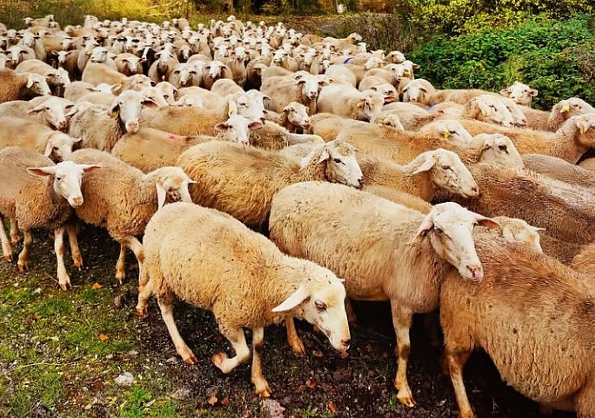 Rebaño de ovejas de Adrián Lara.