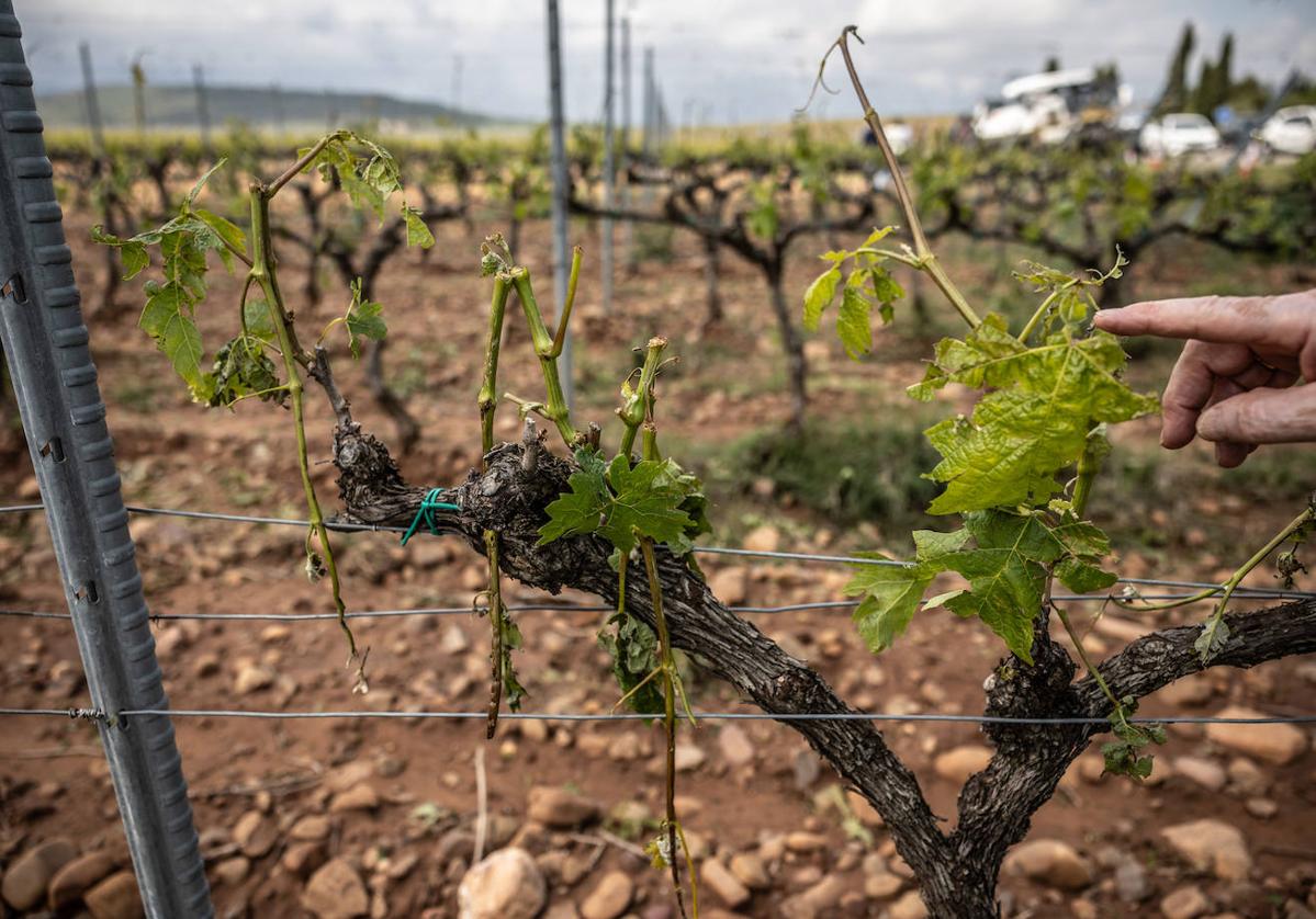 Daños en los viñedos por el pedrisco.
