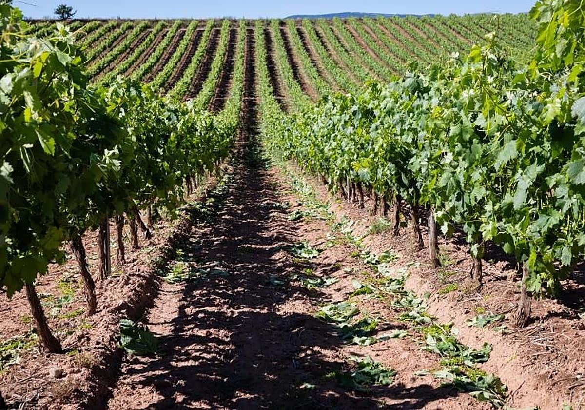 Las principales claves de la vendimia en verde