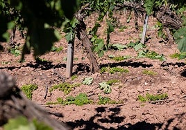 Viñedos en los que se ha practicado la vendimia en verde.
