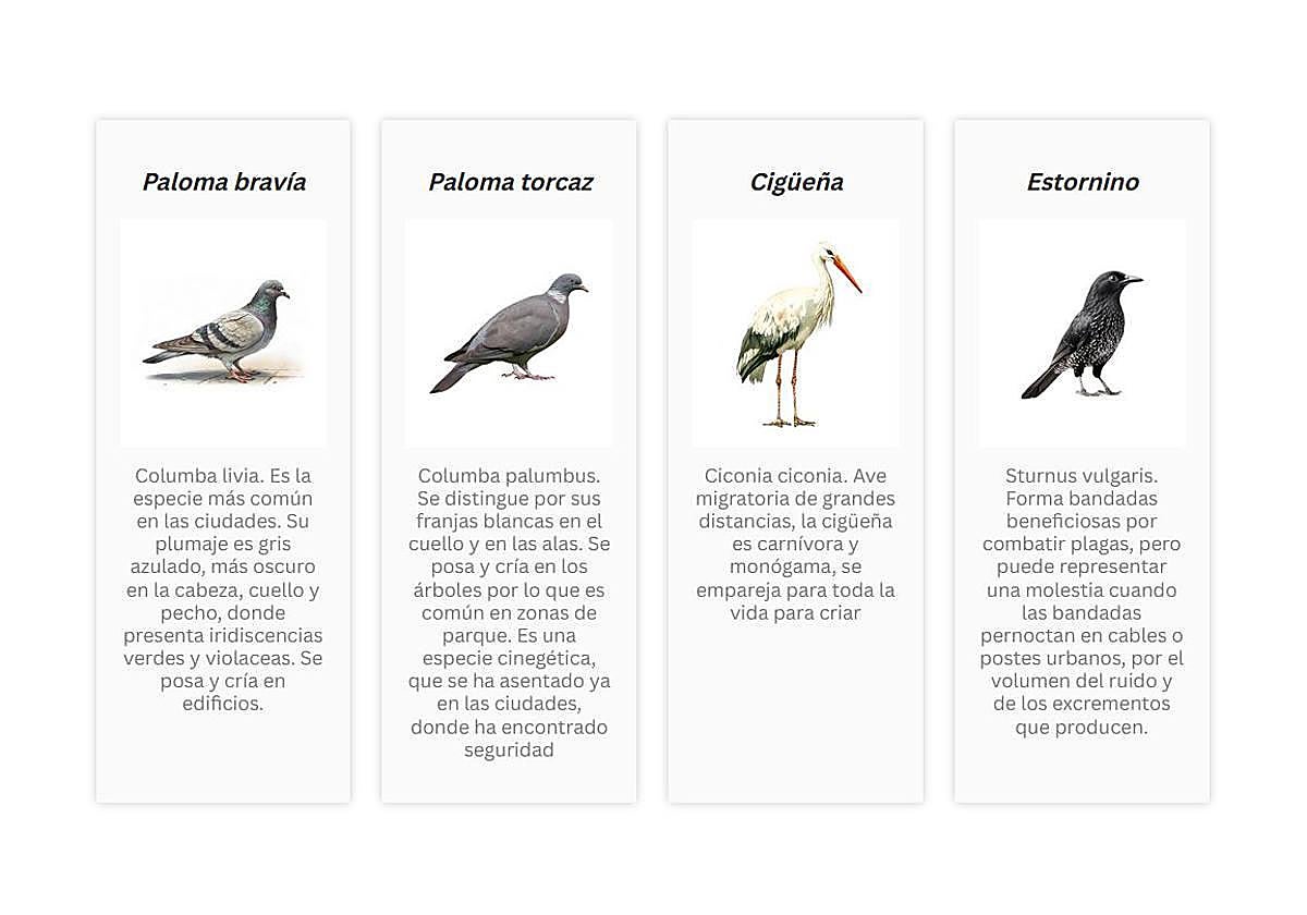 Descubre cómo suenan las aves urbanas en Logroño