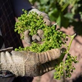 Uvas cortadas en julio del año pasado en un viñedo incluido en la cosecha en verde.