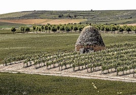 Paisaje agricola con viñedo en Valpierre, Briones.
