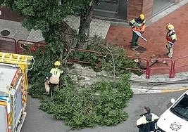 Los bomberos trabajan en la retirada de la rama.