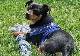 Marlon, cariñoso y juguetón, busca familia