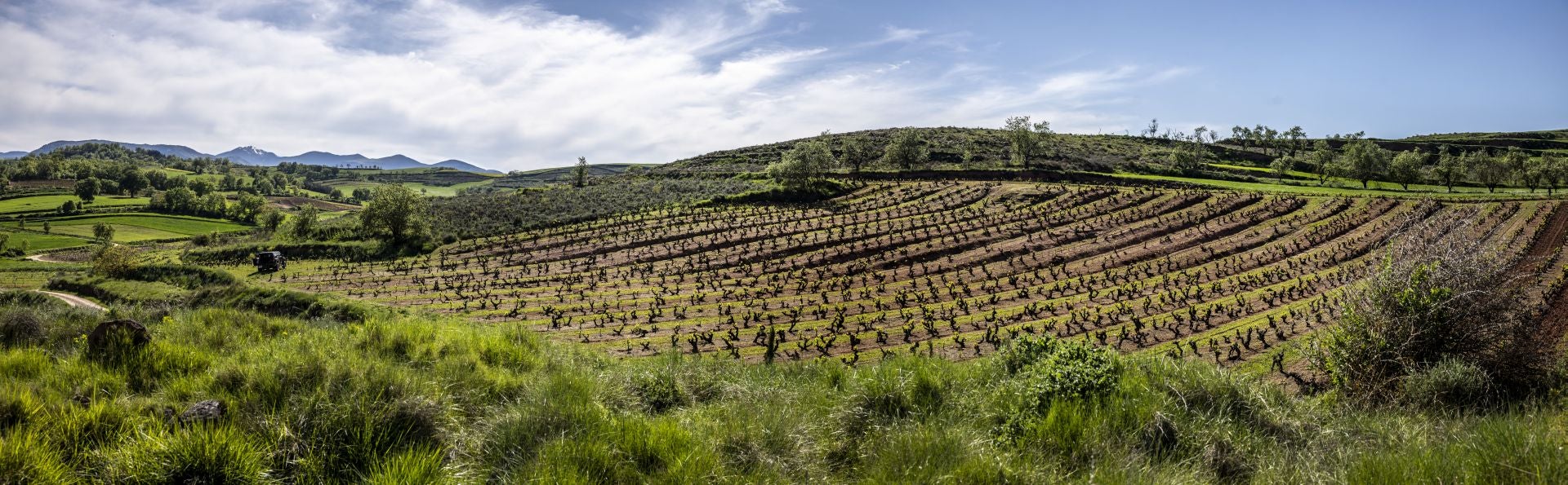 Vista del viñedo Valdeponzos en Badarán.