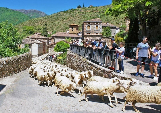 Un rebaño de ovejas atraviesa Brieva de Cameros durante la edición de 2022 de la fiesta de la Trashumancia.