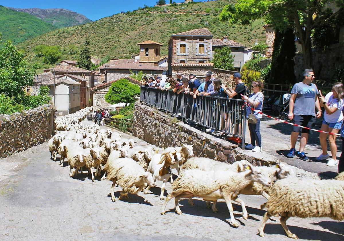 Un rebaño de ovejas atraviesa Brieva de Cameros durante la edición de 2022 de la fiesta de la Trashumancia.