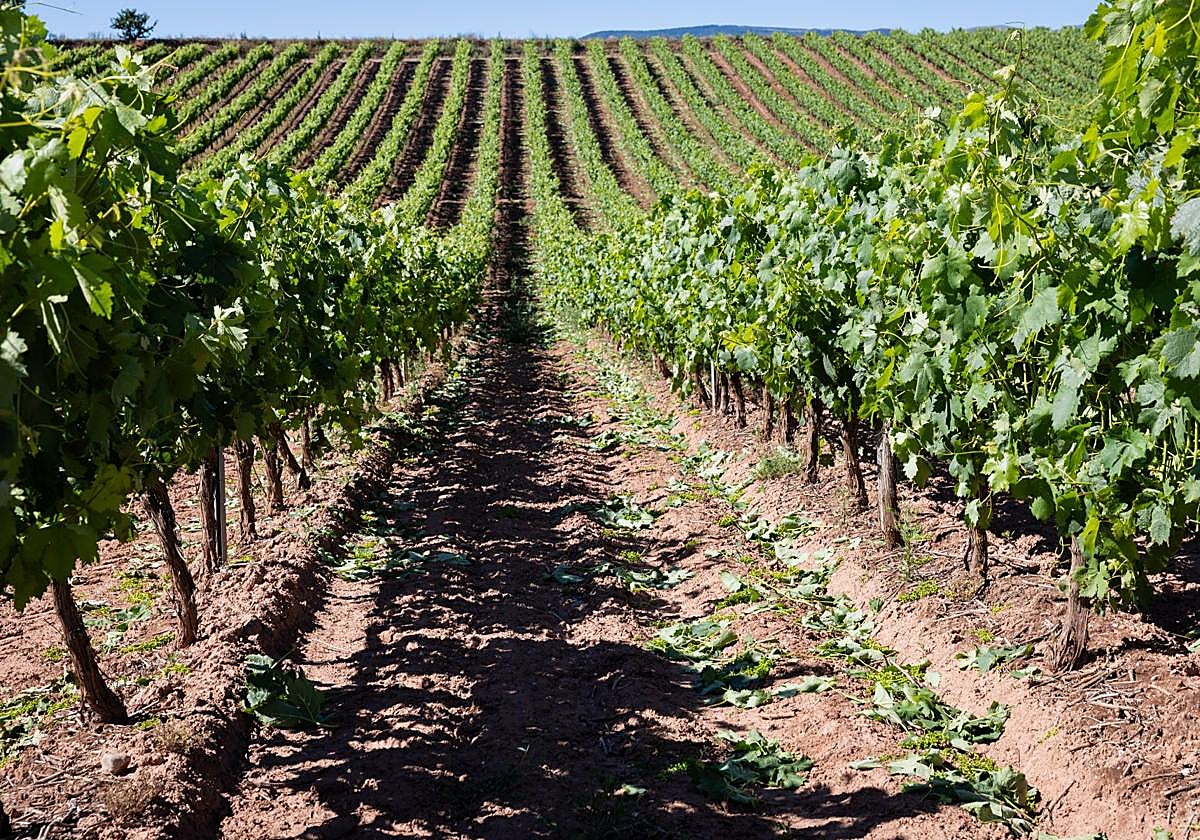 El suelo es objeto de estudio en un nuevo proyecto de investigación.