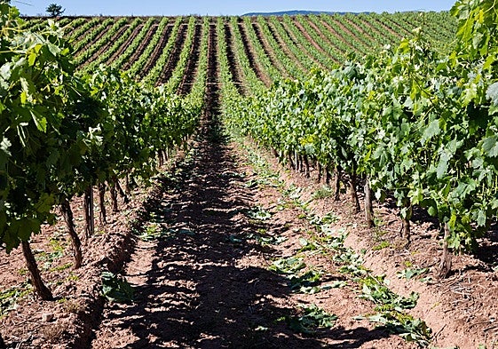 El suelo es objeto de estudio en un nuevo proyecto de investigación.