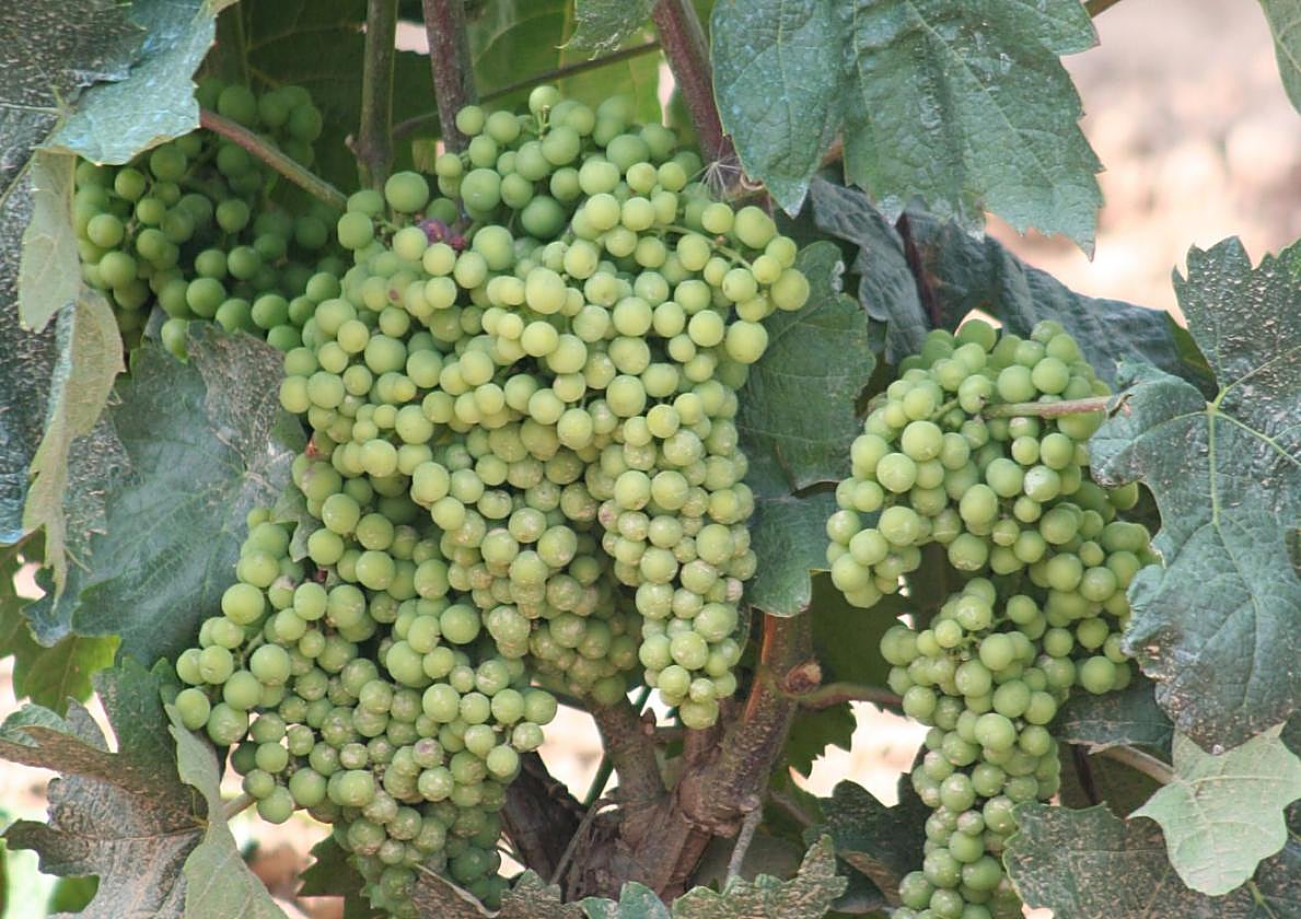 Racimos de uva maduran en una vid.