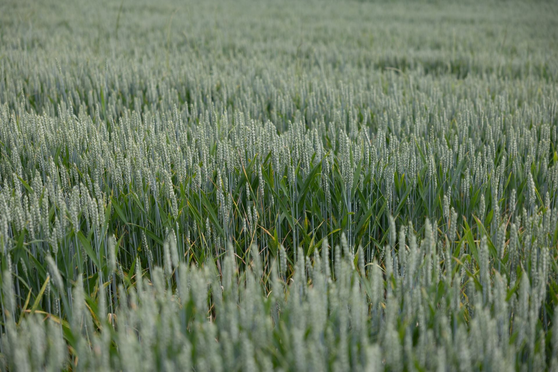 Los paisajes de los campos de cereal en La Rioja