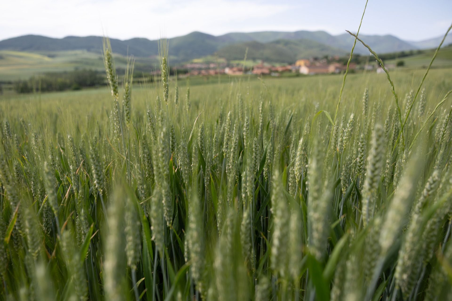 Los paisajes de los campos de cereal en La Rioja