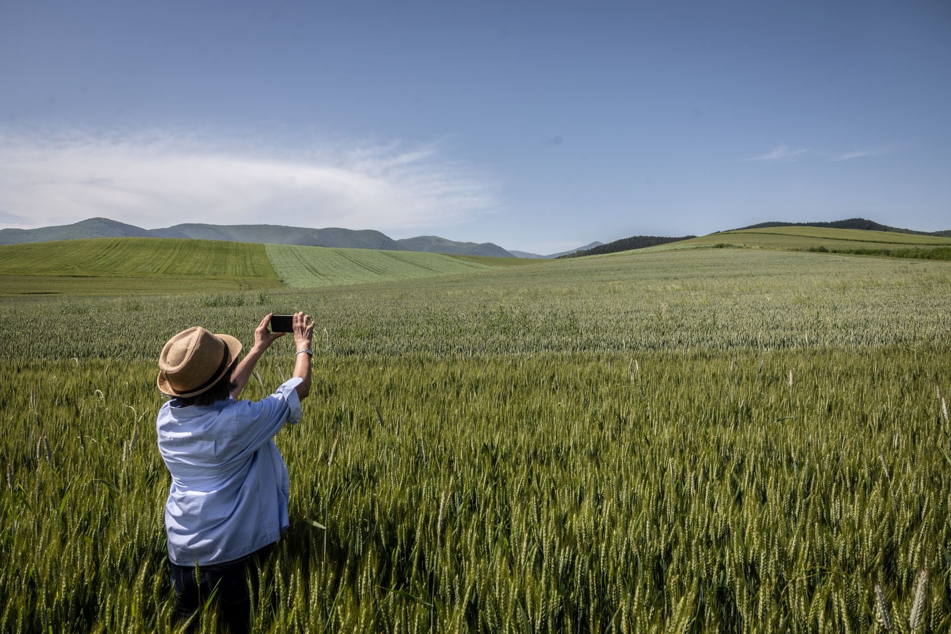 Los paisajes de los campos de cereal en La Rioja