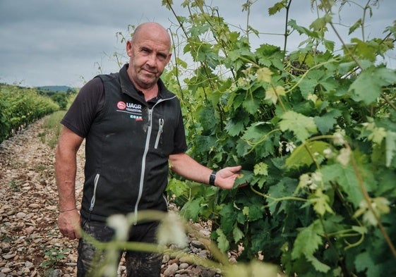 El agricultor Eduardo Melón señala unas viñas de El Cortijo (Logroño) con mildiu en hoja.