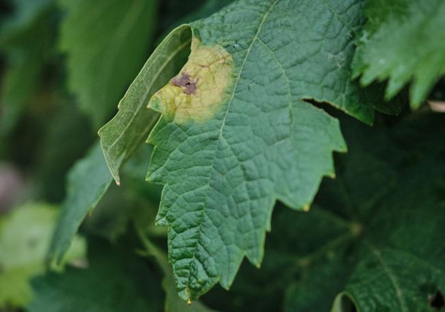 Una hoja de vid afectada por mildiu en El Cortijo (Logroño).