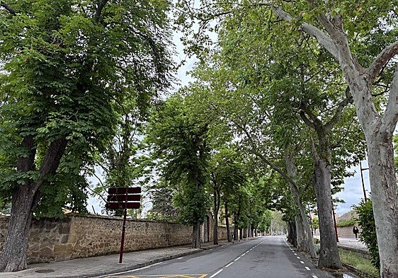 Ecologistas en Acción de Haro denuncia la posible tala de álamos centenarios