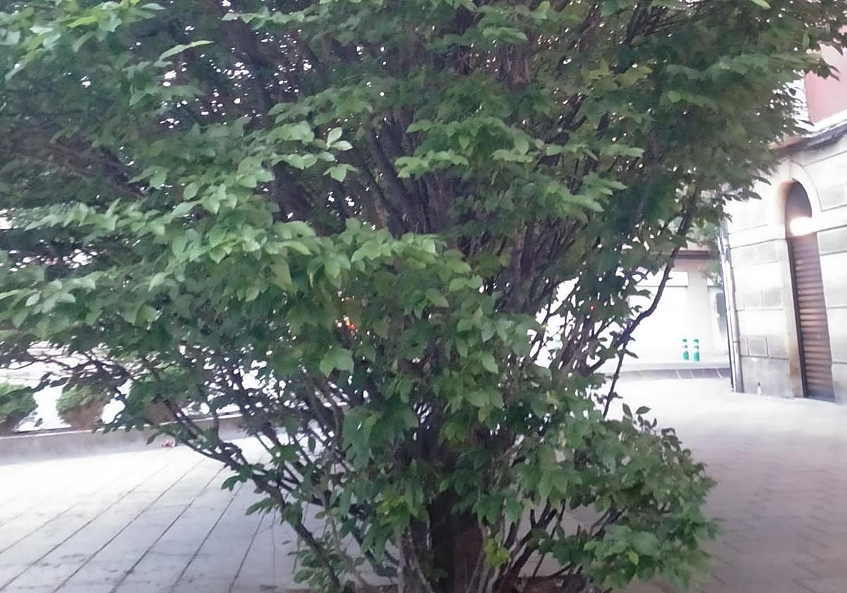 El Teléfono del Lector