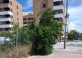 El Teléfono del Lector