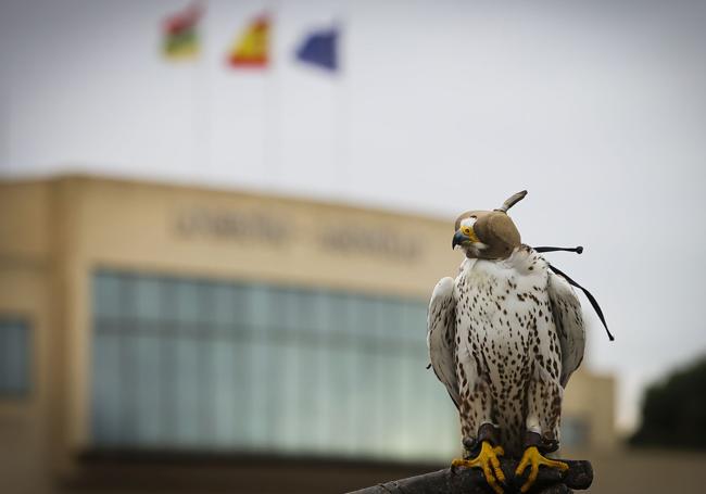 Quico, uno de los halcones del aeropuerto de Agoncillo.