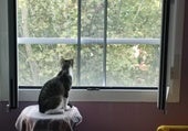 Los gatos 'paracaidistas'