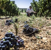 Isaac Muga, director de Viticultura, quitando racimos en una campaña vitícola anterior