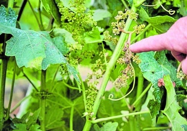 La tormenta arrasa viñedos en Moncalvillo y sigue dificultando el inicio del ciclo