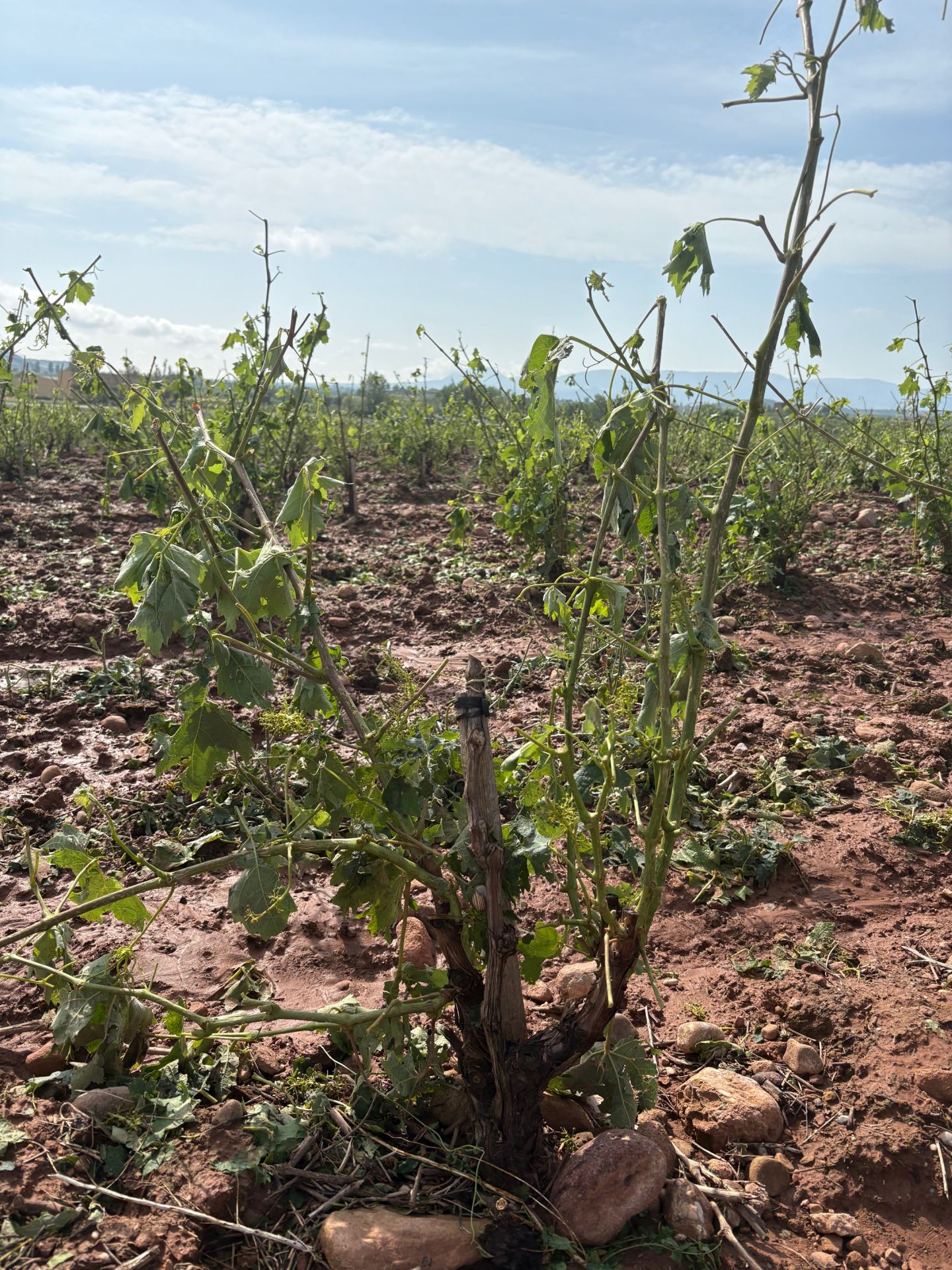 Las imágenes de los viñedos y perales arrasados tras la tormenta