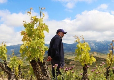 El cosechero total: Abel Mendoza, en uno de sus preciosos viñedos de la Sonsierra.