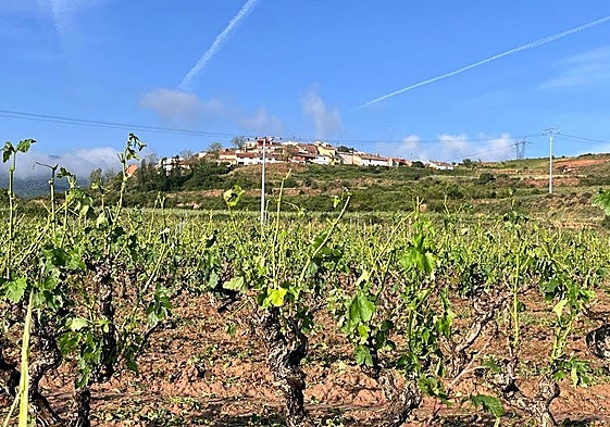 Viñedo afectado por la tormenta y, al fondo, el cerro Castro de Medrano.