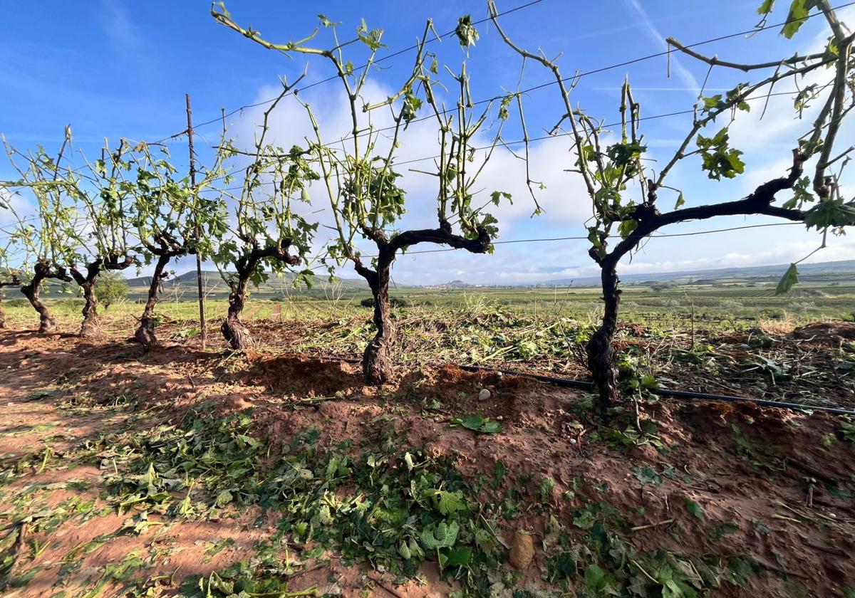 Viñedos arrasado entre Navarrete y Medrano