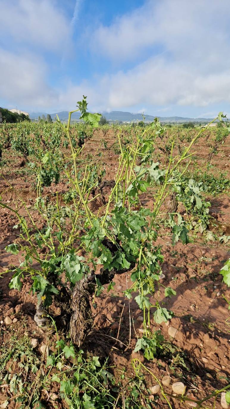 Viñas arrasadas por el temporal entre Navarrete y Medrano.