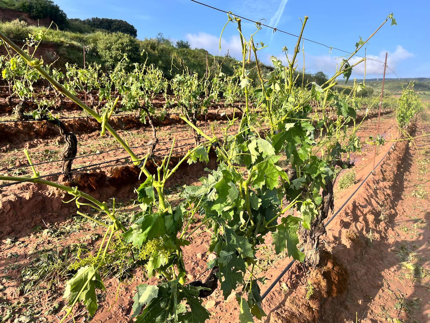 Viñas arrasadas por el temporal entre Navarrete y Medrano.