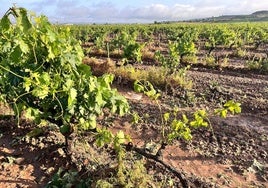 Viñedos dañados en Navarrete