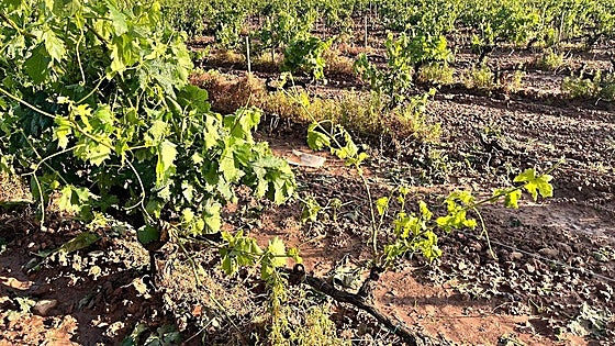 Las imágenes de los viñedos y perales arrasados tras la tormenta