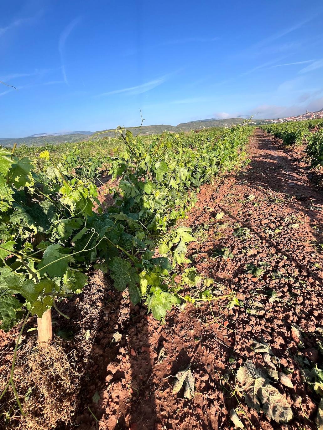 Viñedos dañados tras la tormenta de este miércoles en Navarrete.