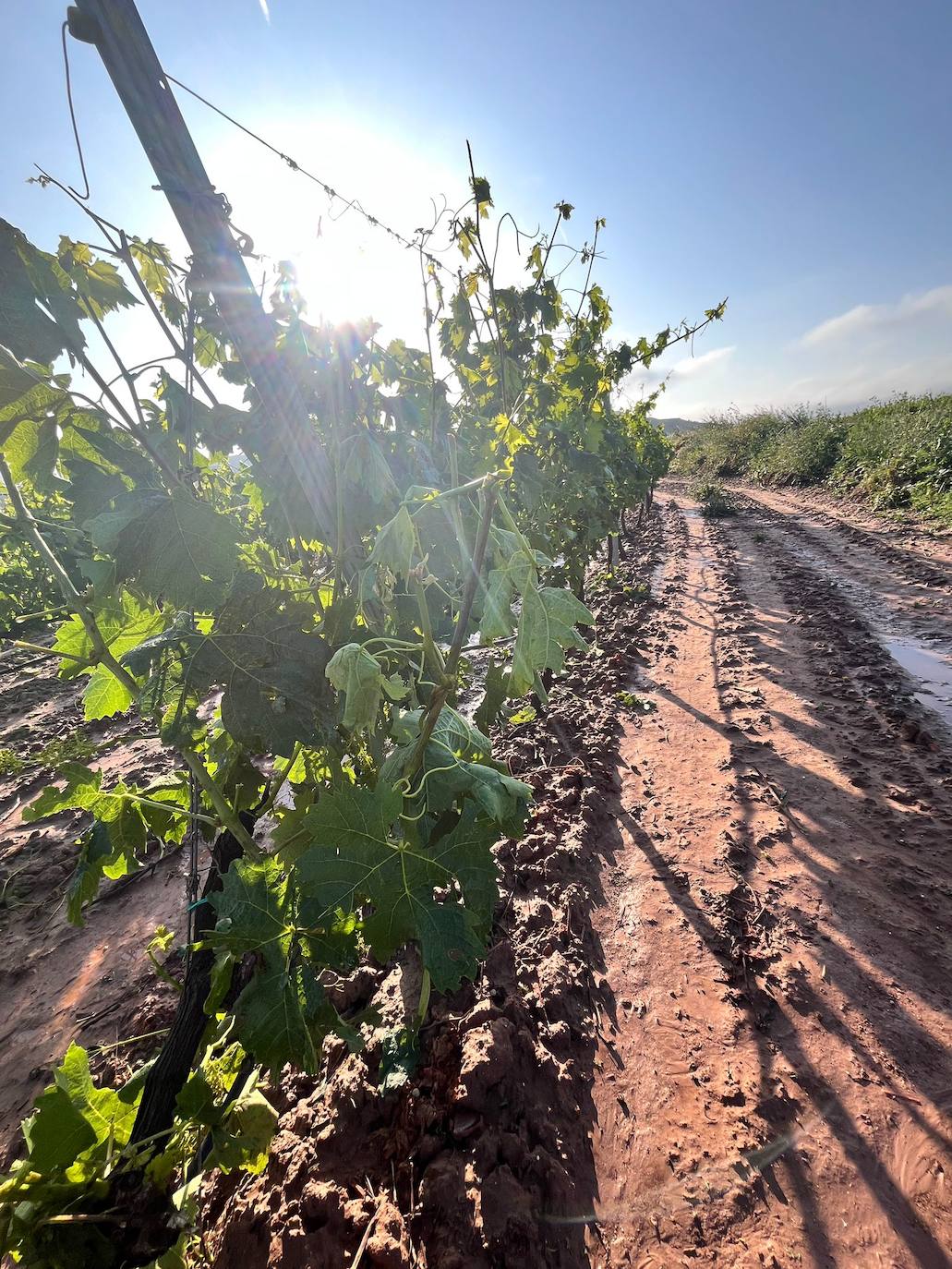 Viñedos dañados tras la tormenta de este miércoles en Navarrete.