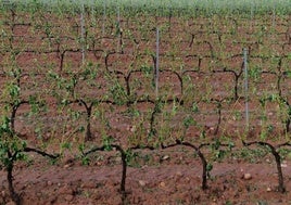 «Este año no voy a coger ni un kilo de uva, con la tormenta ya he vendimiado»