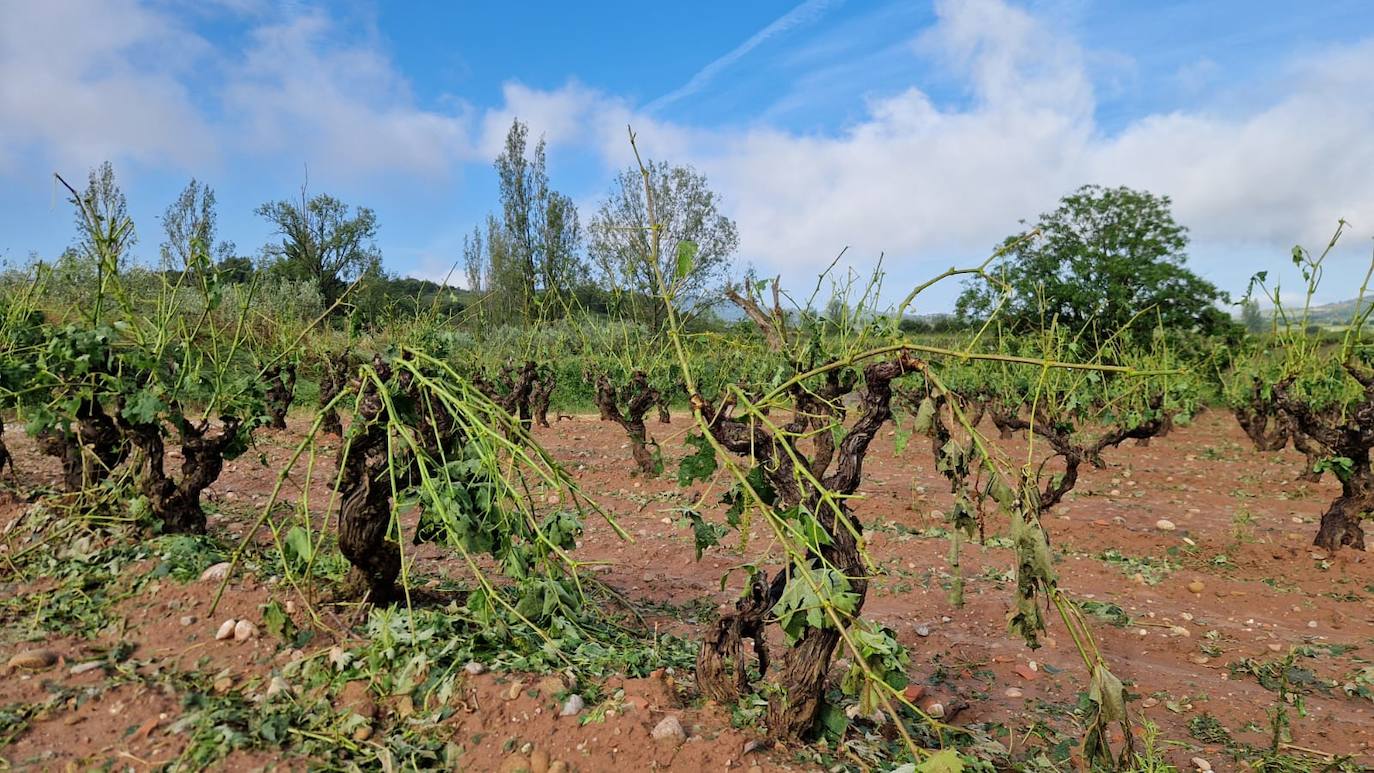 Viñas dañadas en Medrano.