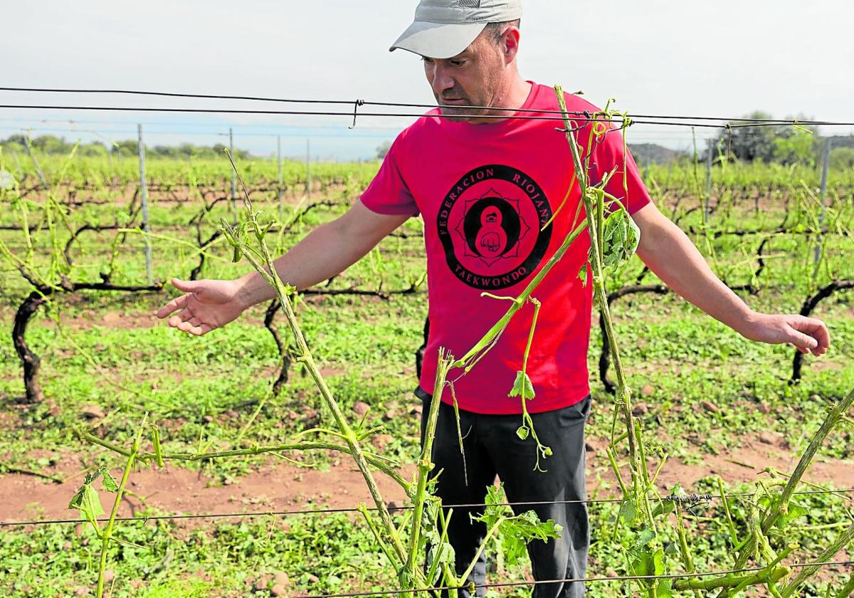 El agricultor navarretano Daniel Martínez muestra los daños en una de sus fincas.