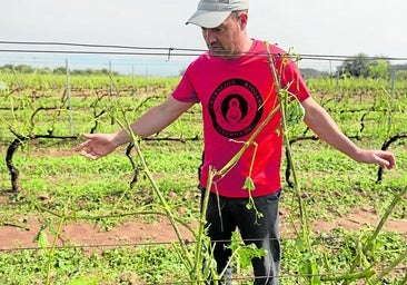 «Nunca había visto así la viña, es un desastre total»