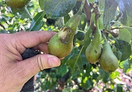 Perales dañados en la zona de Navarrete.