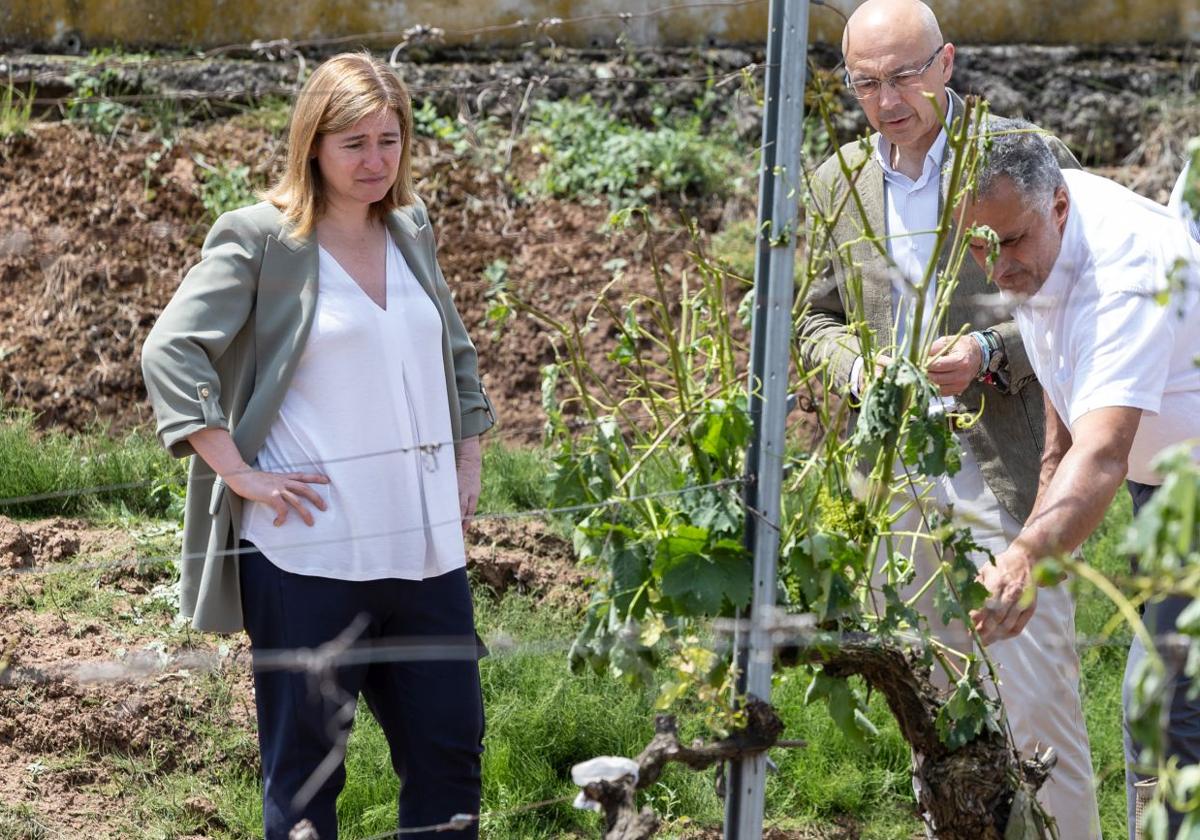 El Ministerio destinará 14 millones para ayudas a la cosecha en verde a 1.130 viticultores profesionales riojanos