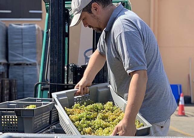 Javier Alonso, el otro socio, en vendimias.