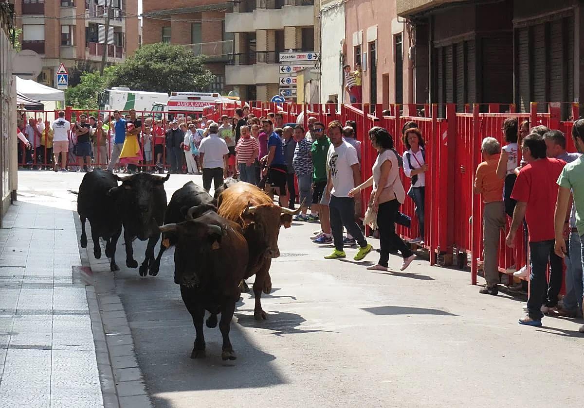 Las vaquillas de las fiestas de Alfaro.