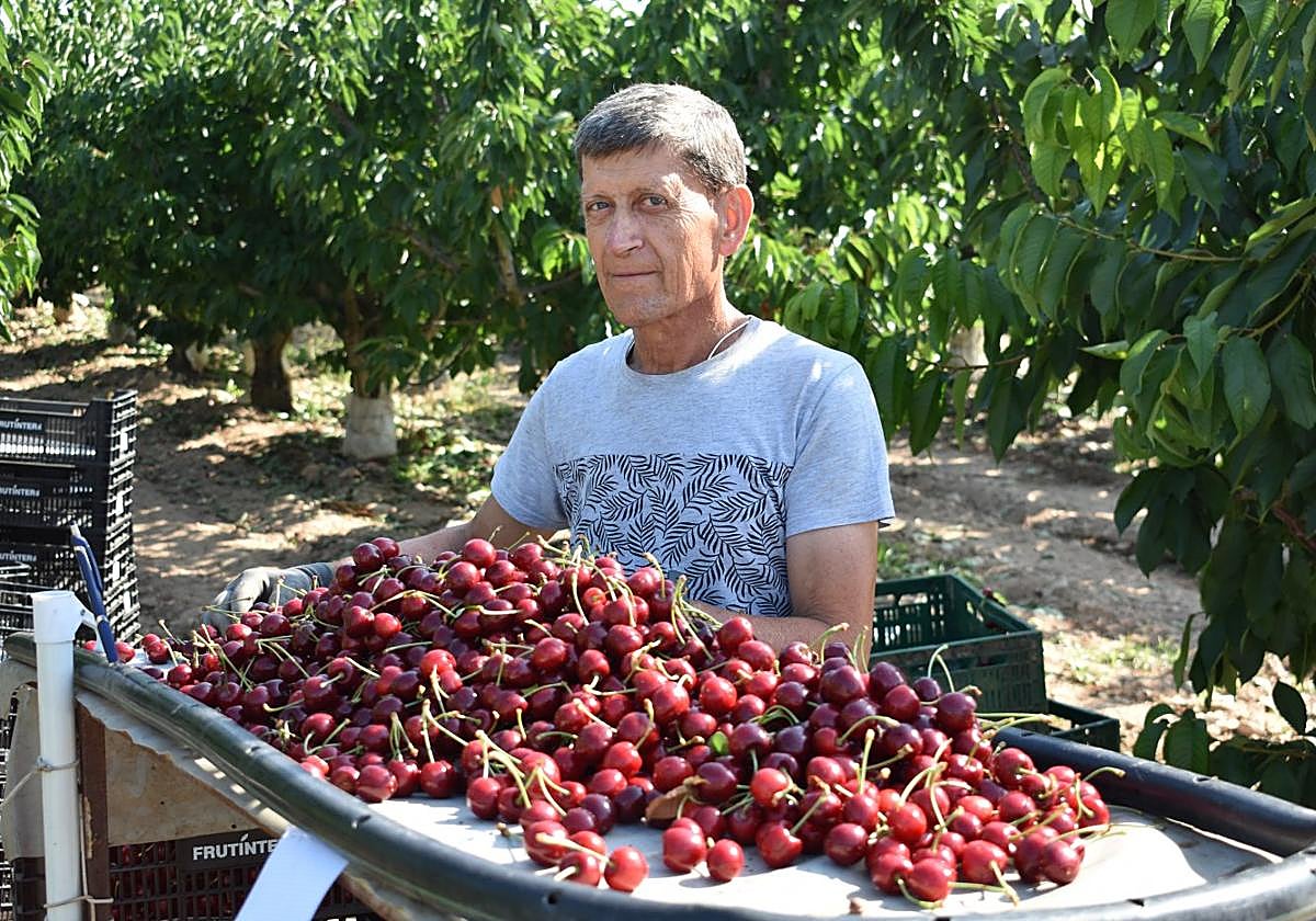 José Ignacio Gurría seleccionando cerezas en su finca de Rincón de Soto.