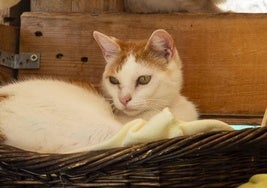 Axel, un gato encantador de casi cuatro años.