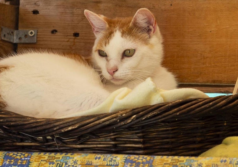 Axel, un gato encantador de casi cuatro años.