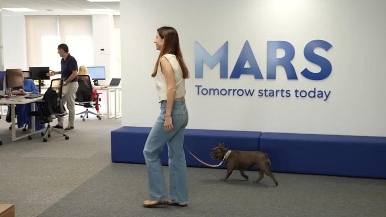 ¿Irías a la oficina con perro? Pues la mayoría sí